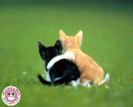 o tagol wach bayban chi far